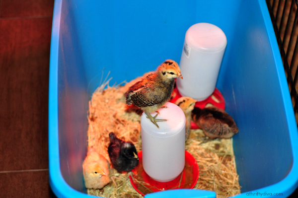Officially The Chicken Lady New Chicks Officially The Chicken Lady New Chicks