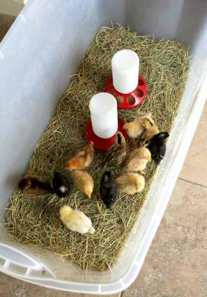 Officially The Chicken Lady New Chicks chickens Officially The Chicken Lady New Chicks