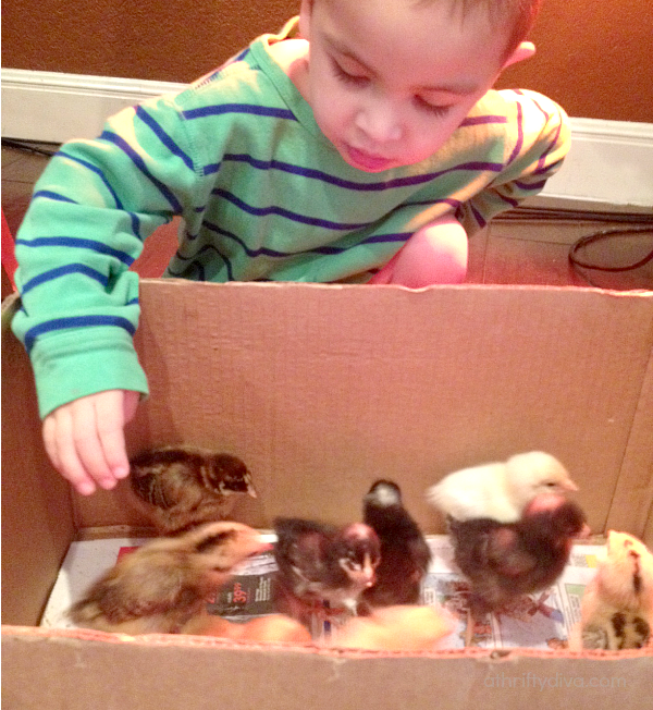 Officially The Chicken Lady... Officially The Chicken Lady New Chicks