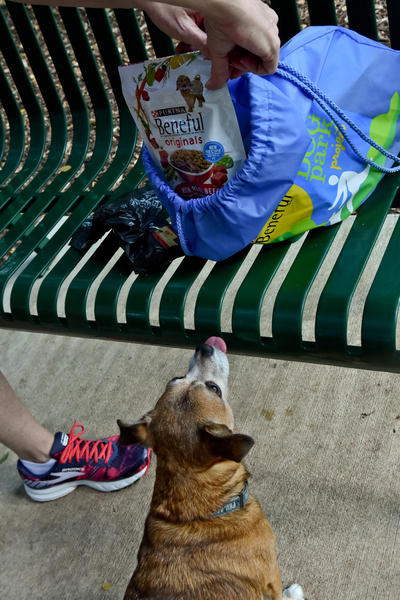 Beneful Dream Dog Park Awards San Antonio Lady Bird Johnson happy puppy Beneful Dream Dog Park Awards San Antonio Lady Bird Johnson happy puppy