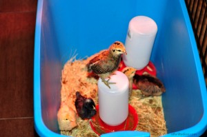 Officially The Chicken Lady...