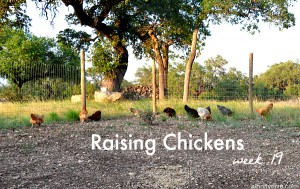 raising chickens week 19