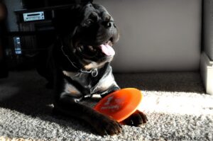 Petsmart Tex with his toy #NewPetPartner