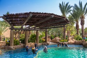 SeaWorld San Antonio Dolphin Encounters