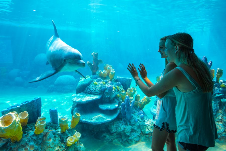 Discovery Point SeaWorld San Antonio Dolphin Encounters