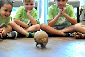 armadillo at the san antonio zoo camp