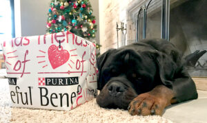 Friends of Beneful Holidays