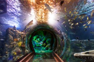 Sea Life Aquarium, Grapevine, Texas